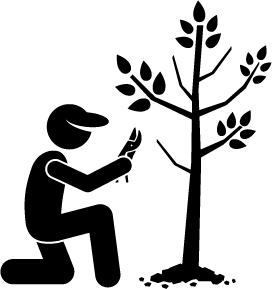 Pruning